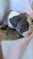 MALIA 💕, a female American Bully for sale in Grovetown, GA – 3 of 6