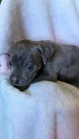 KOA 🖤, a male American Bully for sale in Grovetown, GA – 3 of 6