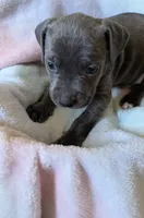 KONA 💙, a male American Bully for sale in Grovetown, GA – 3 of 4