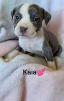 KAIA 🌼, a female American Bully for sale in Grovetown, GA – 1 of 7