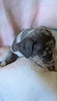 LILO 🌸, a female American Bully for sale in Grovetown, GA – 6 of 6