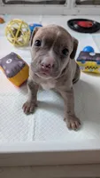 MAUI 🏝️, a male American Bully for sale in Grovetown, GA – 3 of 6