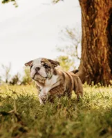 Stella, a female English Bulldog for sale in Ratliff City, OK – Photo 3 of 5