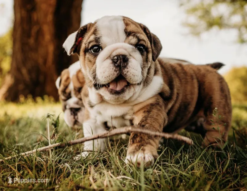 Stella – English Bulldog puppy for sale in Ratliff City, OK