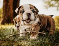 Stella, a female English Bulldog for sale in Ratliff City, OK – Photo 1 of 5