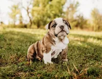 Stella, a female English Bulldog for sale in Ratliff City, OK – Photo 4 of 5