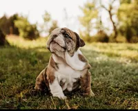 Stella, a female English Bulldog for sale in Ratliff City, OK – Photo 5 of 5