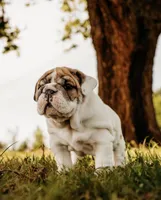 Dumplin’, a female English Bulldog for sale in Ratliff City, OK – Photo 6 of 7
