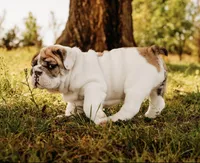 Dumplin’, a female English Bulldog for sale in Ratliff City, OK – Photo 2 of 7