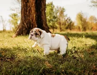 Dumplin’, a female English Bulldog for sale in Ratliff City, OK – Photo 5 of 7