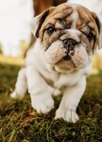 Dumplin’, a female English Bulldog for sale in Ratliff City, OK – Photo 7 of 7