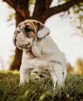 Dumplin’, a female English Bulldog for sale in Ratliff City, OK – Photo 3 of 7