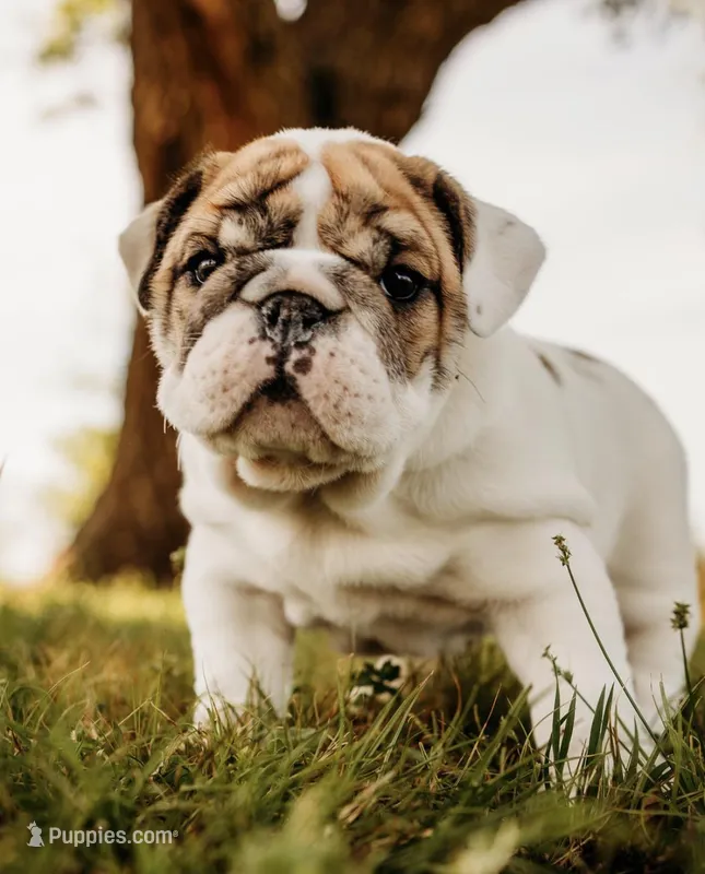 Dumplin’ – English Bulldog puppy for sale in Ratliff City, OK