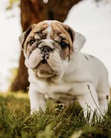 Dumplin’, a female English Bulldog for sale in Ratliff City, OK – Photo 1 of 7
