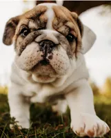 Dumplin’, a female English Bulldog for sale in Ratliff City, OK – Photo 4 of 7