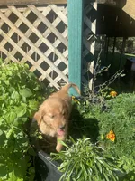 Jill, a female Golden Retriever for sale in Freeman, SD – 2 of 2