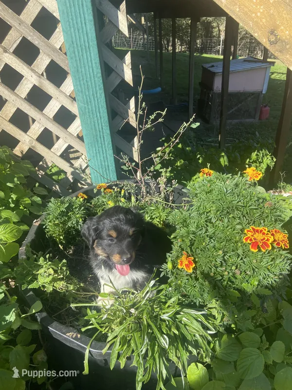 Bear – Toy Australian Shepherd puppy for sale in Freeman, SD