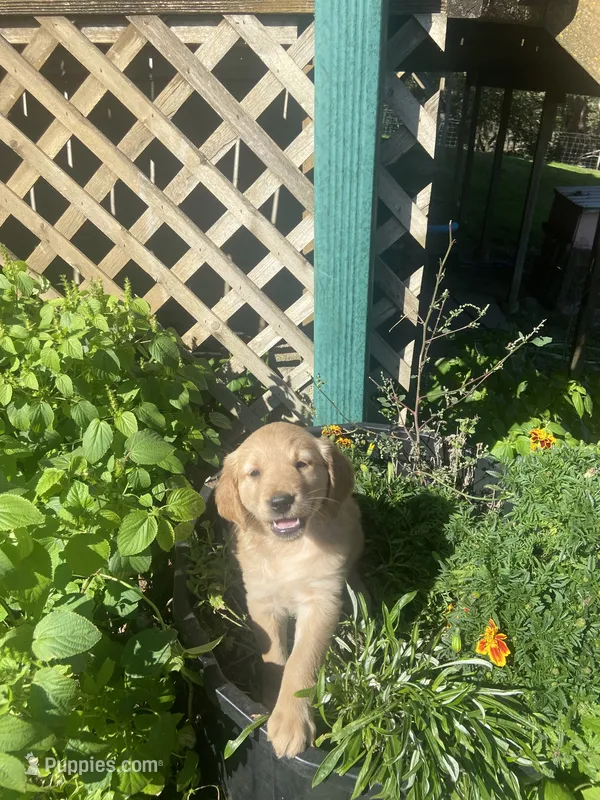 Gilly  – Golden Retriever puppy for sale in Freeman, SD