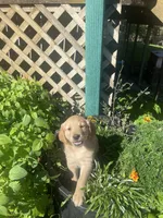 Gilly , a female Golden Retriever for sale in Freeman, SD – 1 of 2