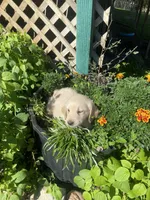 Bob , a male Golden Retriever for sale in Freeman, SD – 2 of 2