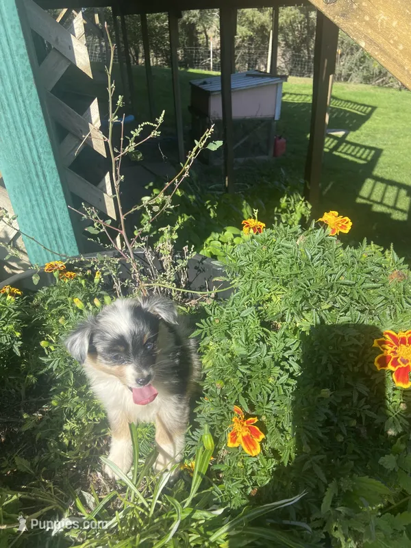 Gem – Toy Australian Shepherd puppy for sale in Freeman, SD
