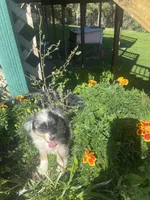 Gem, a female Toy Australian Shepherd for sale in Freeman, SD – 1 of 3