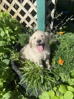 Bob , a male Golden Retriever for sale in Freeman, SD – 1 of 2