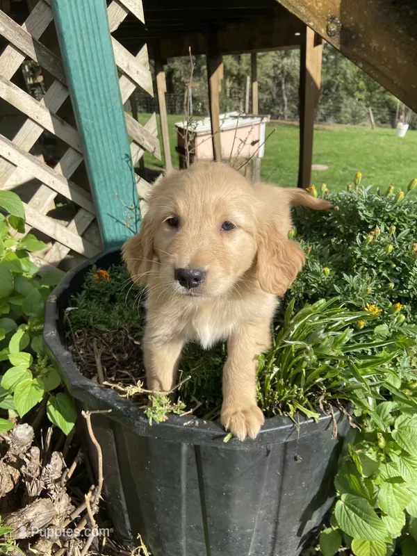 Bob  – Golden Retriever puppy for sale in Freeman, SD
