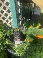 Bear, a male Toy Australian Shepherd for sale in Freeman, SD – 2 of 3