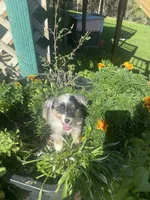 Gem, a female Toy Australian Shepherd for sale in Freeman, SD – 2 of 3