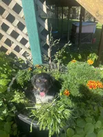 Bear, a male Toy Australian Shepherd for sale in Freeman, SD – 3 of 3