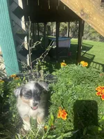 Gem, a female Toy Australian Shepherd for sale in Freeman, SD – 3 of 3