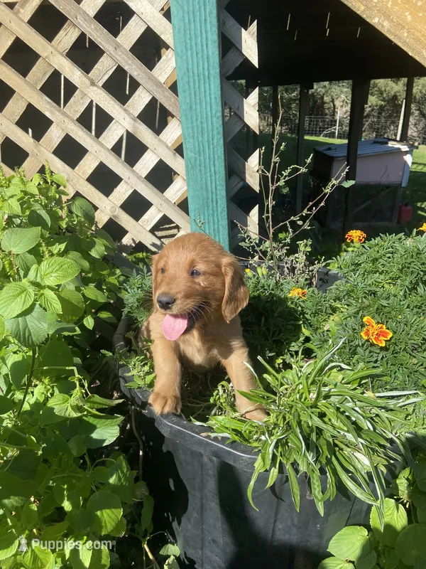 Bill  – Golden Retriever puppy for sale in Freeman, SD