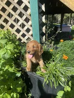 Bill , a male Golden Retriever for sale in Freeman, SD – 1 of 1