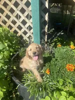 Gilly , a female Golden Retriever for sale in Freeman, SD – 2 of 2