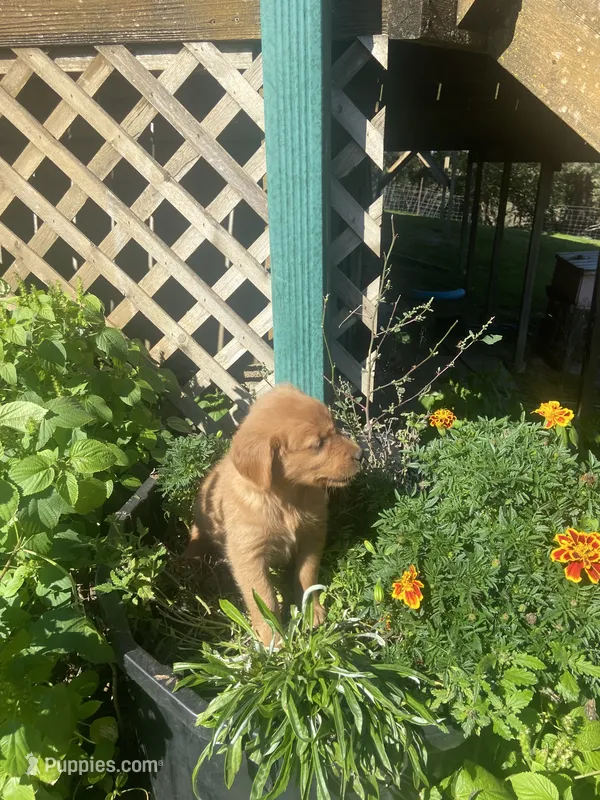 Jill – Golden Retriever puppy for sale in Freeman, SD