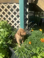 Jill, a female Golden Retriever for sale in Freeman, SD – 1 of 2