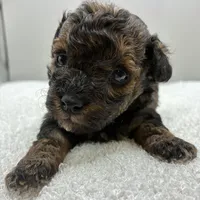 Leo, a male Poodle - Toy  for sale in Clinton, NC – 5 of 5