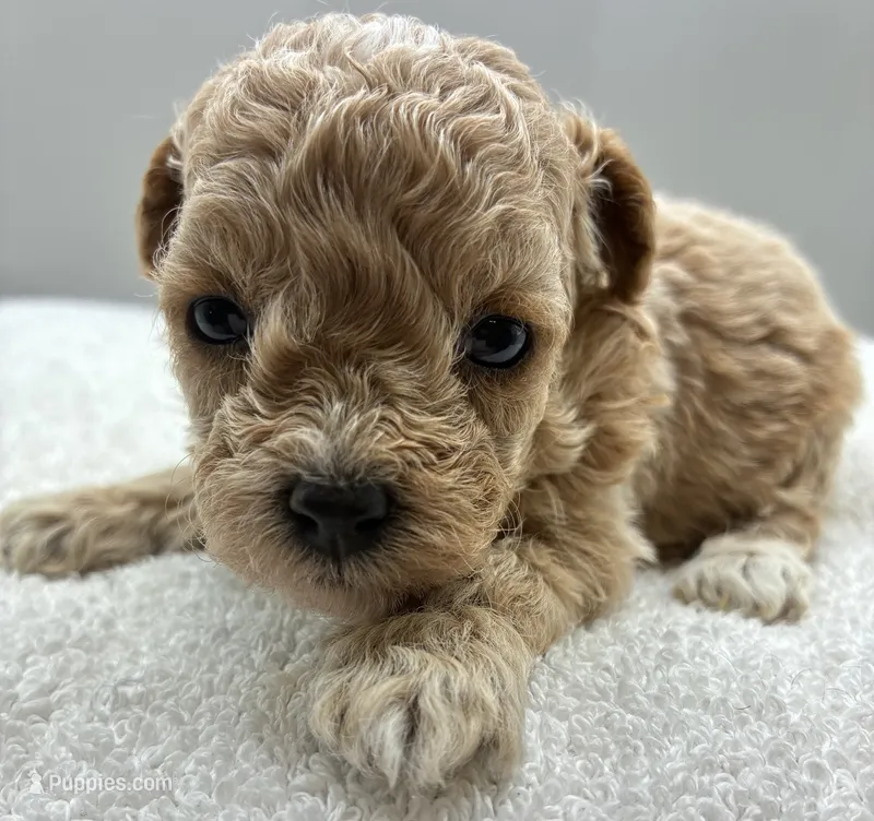 Jazzy – Poodle - Toy  puppy for sale in Clinton, NC