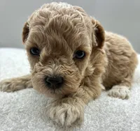 Jazzy, a female Poodle - Toy  for sale in Clinton, NC – 1 of 5