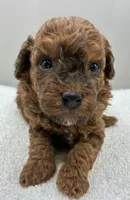 Parker, a male Poodle - Toy  for sale in Clinton, NC – 3 of 4