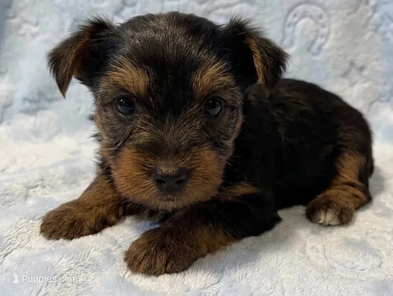 Ziggy – Yorkshire Terrier puppy for sale in Clinton, NC