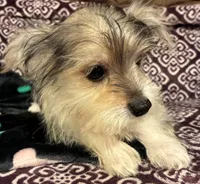 Ralphie, a male Yorkipoo for sale in Clinton, NC – 3 of 8