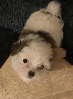 Sadie, a female Yorkipoo for sale in Clinton, NC – Photo 3 of 5