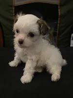 Sadie, a female Yorkipoo for sale in Clinton, NC – Photo 4 of 5