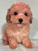 Sweetie, a female Poodle - Toy  for sale in Clinton, NC – 5 of 6