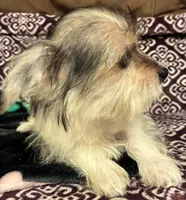 Ralphie, a male Yorkipoo for sale in Clinton, NC – 2 of 8