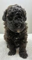 River, a male Poodle - Toy  for sale in Clinton, NC – 2 of 4