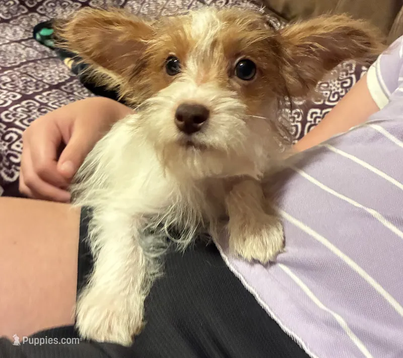 Harley – Yorkipoo puppy for sale in Clinton, NC