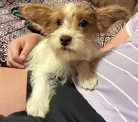 Harley, a male Yorkipoo for sale in Clinton, NC – 1 of 6